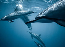 开云体育官网-10分钟内防线崩盘！多特蒙德主场惨败不能全赖赛程